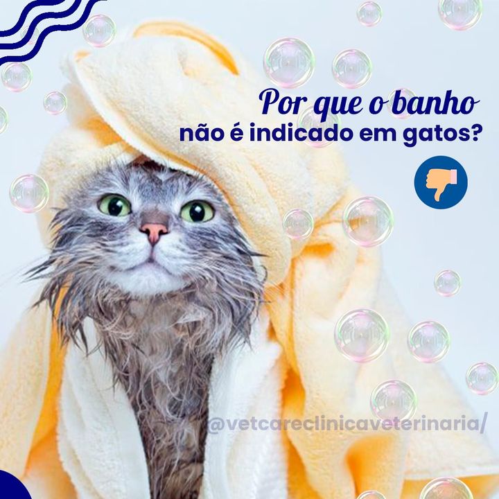 Gravidez com gatos, Adotar um gato