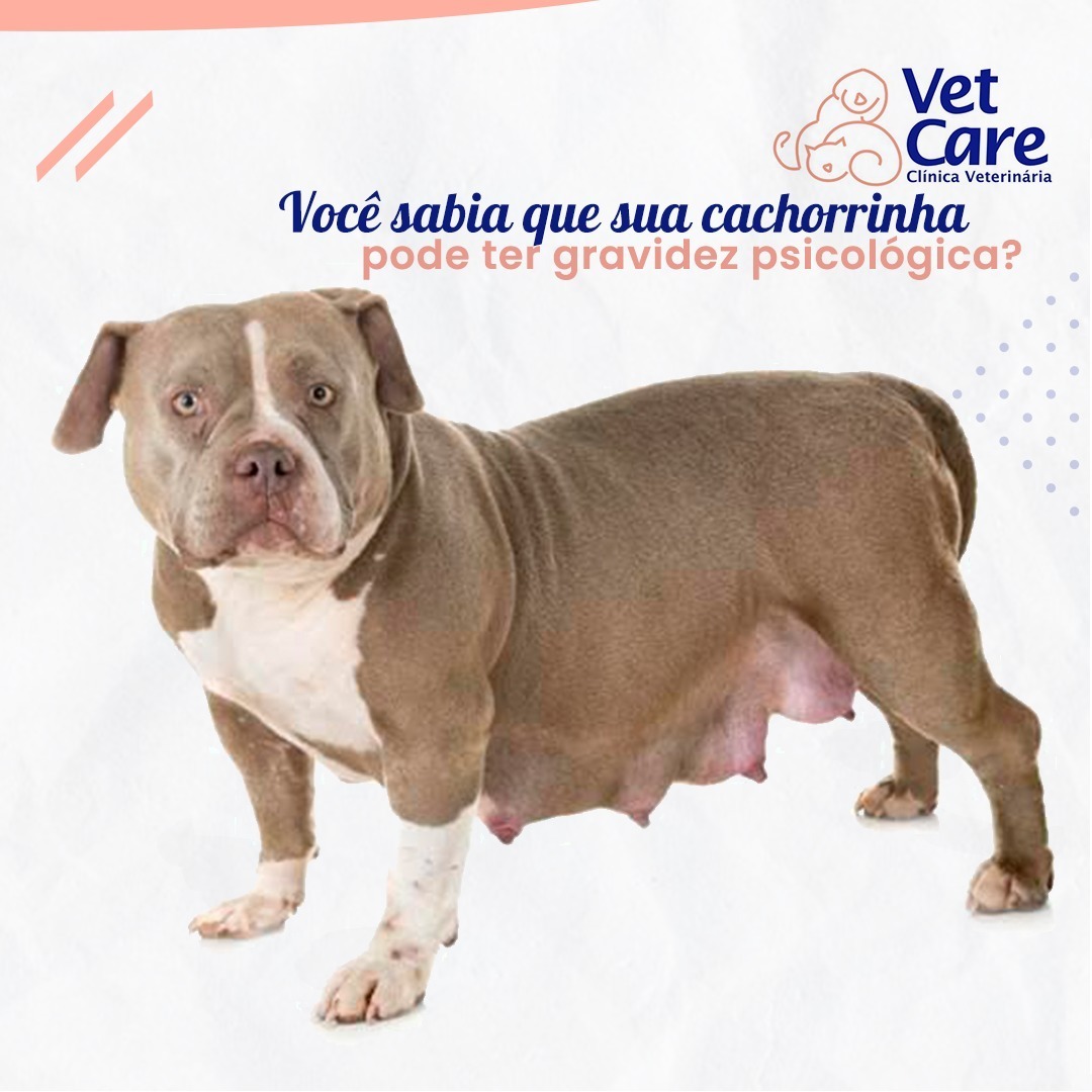 Você sabia que a sua cachorrinha pode ter gravidez psicológica? - Vet ...